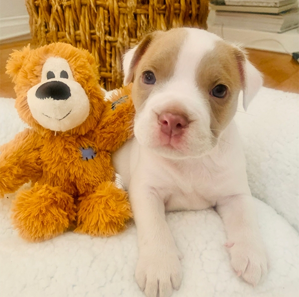 Donate Supplies! Big Love Animal Rescue