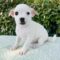 Dottie
