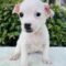 Dottie