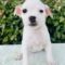 Dottie