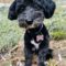 Pepper